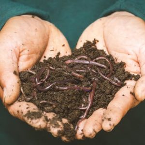 Compost and Soil