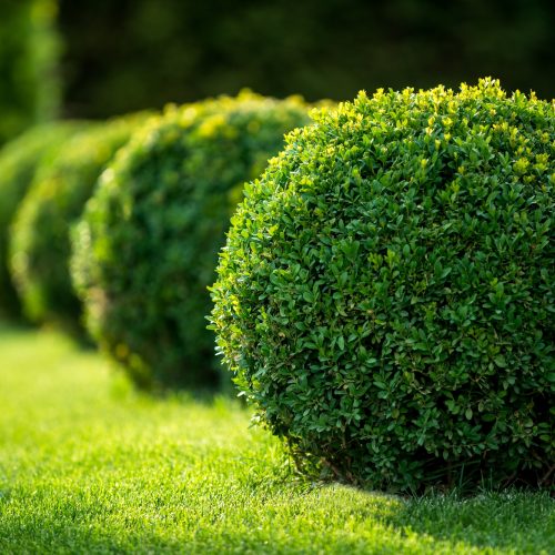 Sculpted & Topiary