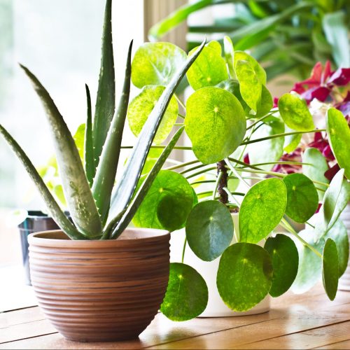 Indoor Plants