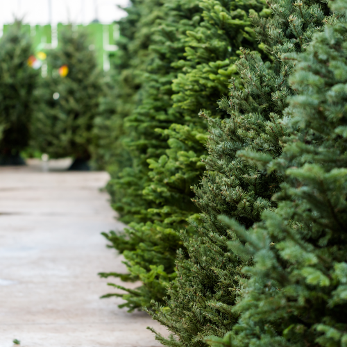 Cut Christmas Trees