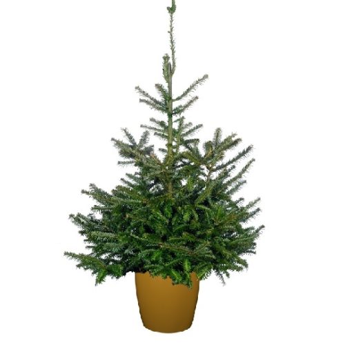 Fraser Fir