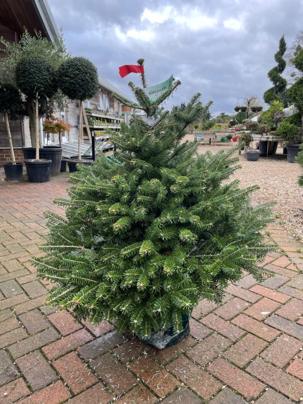 Pot Grown Korean Fir