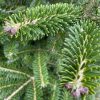 Pot Grown Korean Fir