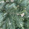 Pot Grown Lasiocarpa Fir 80/100