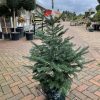 Pot Grown Lasiocarpa Fir 80/100