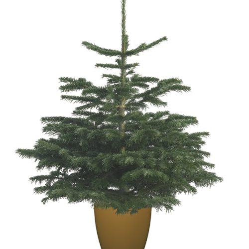 Nordman Fir