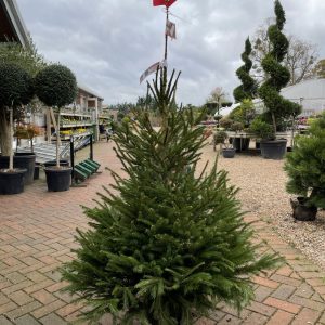 Pot Grown Norway Spruce