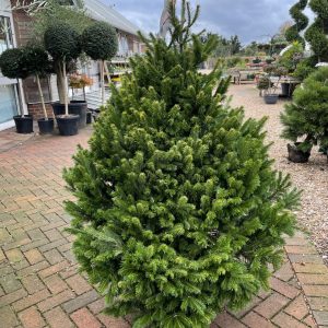 Pot Grown Sibirica Fir 80/100