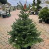 NORDMAN FIR POT GROWN 100/125