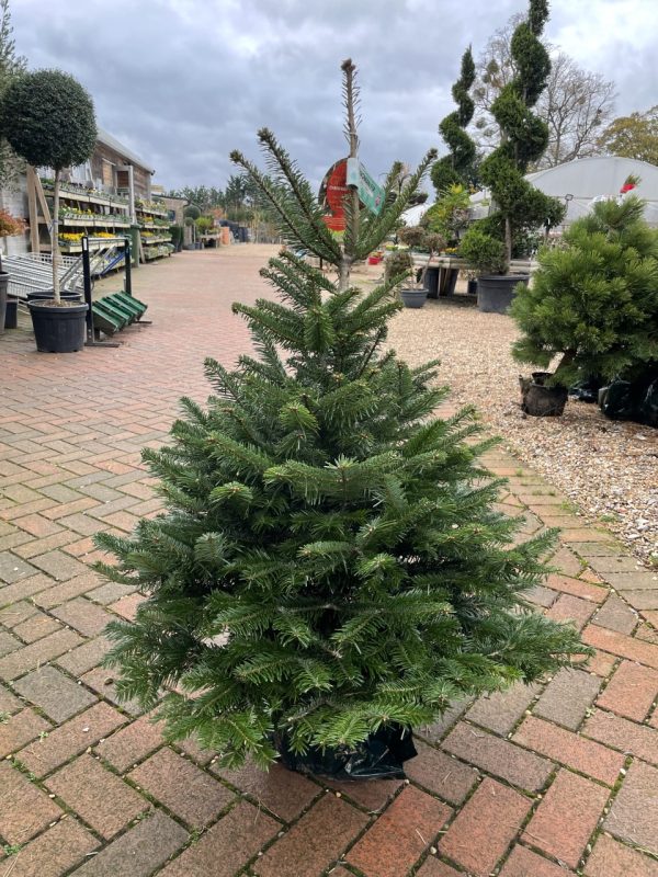 NORDMAN FIR POT GROWN 100/125