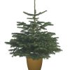 NORDMAN FIR POT GROWN 100/125