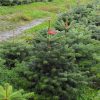 NORDMAN FIR POT GROWN 100/125