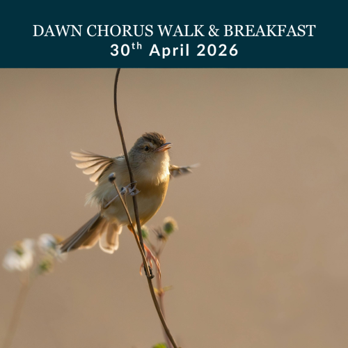 dawn chorus walk at stubbings in maidenhead