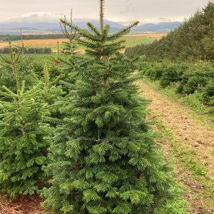 SLIM Nordman Fir Xmas Tree