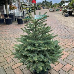 Pot Grown Blue Spruce