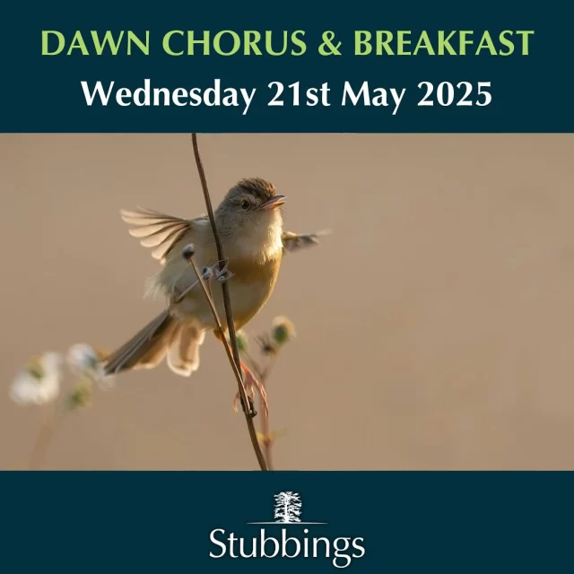 Start your morning with the magic of the spring dawn chorus at Stubbings Estate & Thicket 🌿🕊️

Join local ornithologist Brian Clews for an early walk filled with birdsong as migrating birds join our resident species. If the weather plays nice, you might even spot a few early insects too 🐞✨

Finish off with a light English breakfast & hot drink on the café decking — the perfect way to share your sightings and chat all things nature. 🌸🍳☕

📆 21st May 
⏰ 6am start 
🎟️ Tickets available on our website 
#DawnChorus #SpringWalk #Birdsong #WildCookham #StubbingsEstate #NatureLovers #BirdWatching #EarlyBirdClub #maidenhead #nature #berkshirenature #springbirds #birdwatching #wildmaidenhead