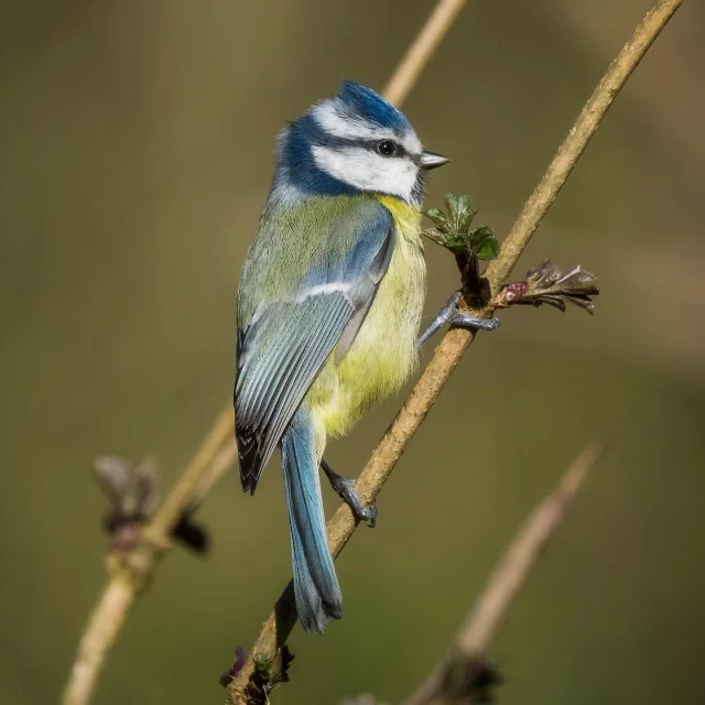 🌅 Dawn Chorus Walk — 21st May, 6AM 🌿
 Join us for an early morning stroll through the Stubbings Estate & Thicket to experience the magic of spring birdsong 🎶✨ With @wildcookham Ornithologist Brian Clews guiding us, you’ll learn to recognize the calls of both resident and migrating birds—and maybe even spot a few early-rising insects 🐦🦋

Finish with a light English breakfast & hot drink in the Café. A perfect start to the day for nature lovers! 🌼 Tickets are available via our website. 

#DawnChorus #WildCookham #BirdWalk #NatureLovers #SpringBirdsong #StubbingsEstate #MorningInNature #Ornithology #berkshire #maidenhead