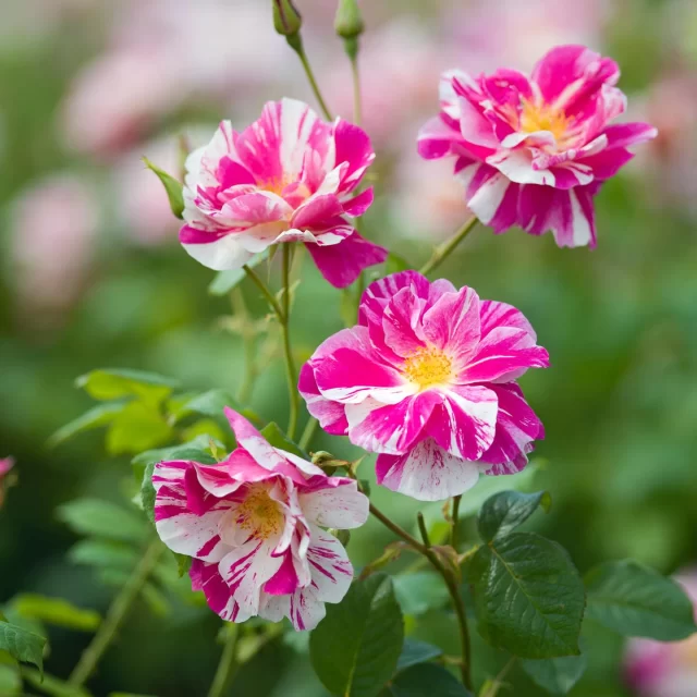 We’re delighted to introduce ‘The King’s Rose™’, a striking new release from David Austin Roses, unveiled at the RHS Chelsea Flower Show 🌹

Their first-ever striped rose - twelve years in the making - it features bold fuchsia and white blooms, a light musk scent with hints of apple and rosewater, and a shape that’s as elegant as it is wildlife-friendly. 

Created in tribute to His Majesty King Charles III and the work of the King’s Foundation.

Available in-store from Thursday 22nd May. 🌹 

@david_austin_roses 

#rhschelsea #chelseaflowershow #davidaustin #kingsrose #rose #rhs #stubbings #maidenhead #berkshire #gardencentre