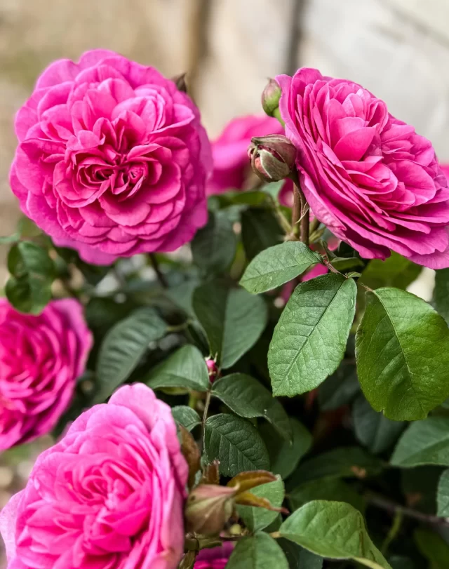 Our David Austin Roses are blooming beautifully - now available in rare 11L tubs. 

We’re proud to be one of the only UK stockists offering Dannahue, Olivia Rose, Gertrude Jekyll (pictured), plus climbers Strawberry Hill and The Generous Gardener in this larger size 🌹

With their timeless beauty, unforgettable fragrance, these are sure to not be in stock for long. 
 #DavidAustinRoses #GardenElegance #SummerInBloom #stubbings #gardencentre #maidenhead #roses #rare #summergarden 

@david_austin_roses